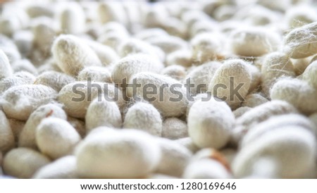 Thai Sericulture and silk thread, selective focus. Silk worm pupa in the threshing silk,Natural white cocoon or silkworm pupa ,source of silk thread and silk fabric. Royalty-Free Stock Photo #1280169646