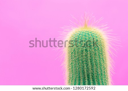 Cactus Fashion Design. Minimal Stillife. Trendy Bright Colors. Green Neon Mood on Pink background