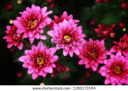 Booming many pink chrysanthemums in  the garden. Wild flowers in springtime. Wonderful image of wallpaper. It is a beautiful picture.