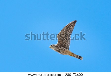 A Merlin hunting for food on a clear day.