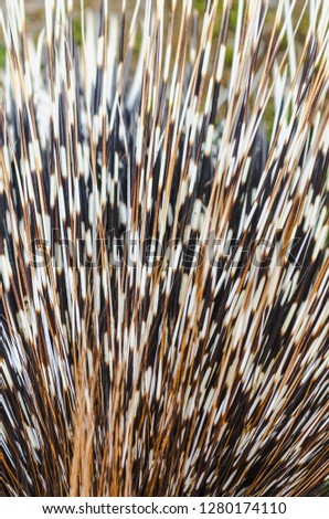 Big porcupine quills, close up