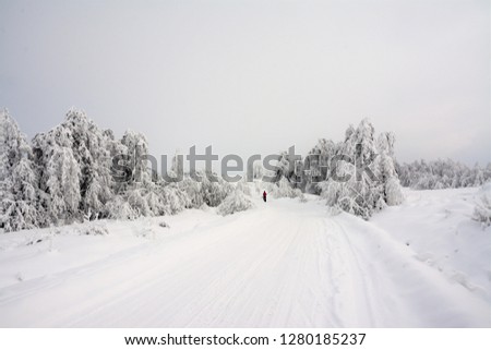 road covered with snow in the fields among the trees