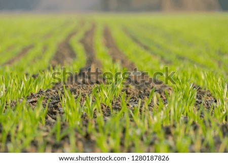 green wheat field in spring, digital photo picture as a background