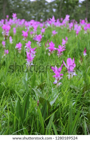 THailand Flowers Field