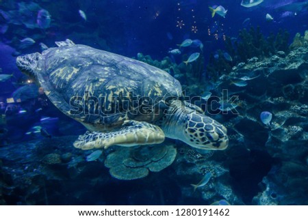 turtle in the water swims