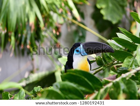 Channel Billed Toucan in the indoor rainforest in the heart of Dubai city - Green planet