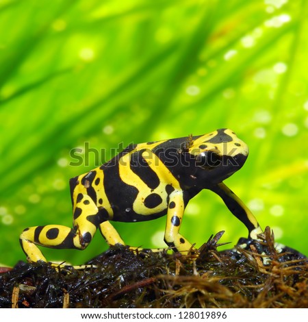 The poison dart frog Dendrobates leucomelas in a rainforest. Close up with shallow DOF.