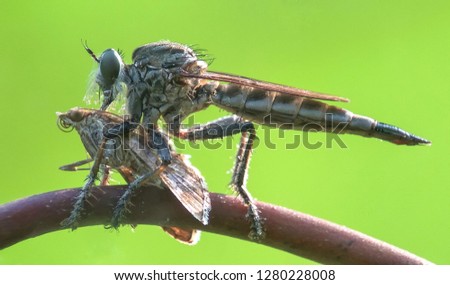 robberfly asilidae beautiful