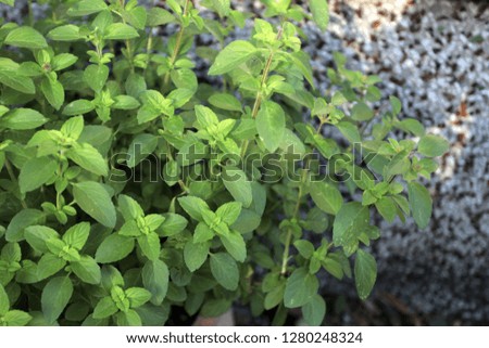 fresh herbs close up: horizontal photography of a basil plant in a big clay pot, standing in front of white and mosaic wall, outdoors on a sunny summer day in Poland, Europe