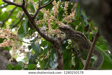 A nimble Indian palm squirrel eating mango flowers