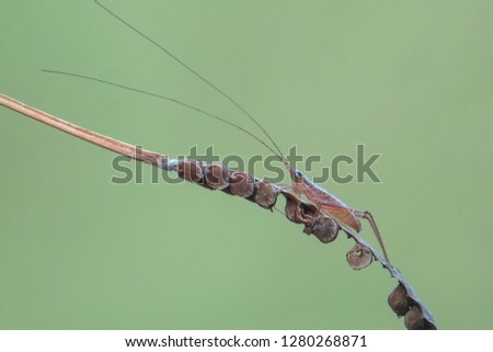 grasshopper asian borneo