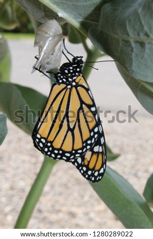 Monarch Butterfly emerging from Chrysalis