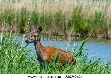 Doe engaged in swimming crossing a river.