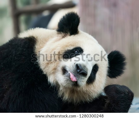 panda on nature background. Wild Animals.