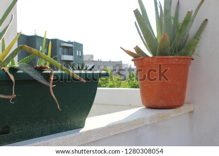 Image of growing plants.