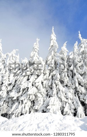 the edge of a fir forest in winter