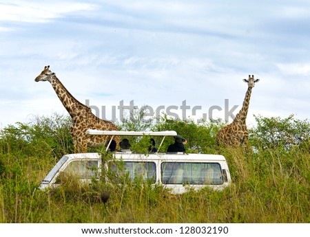 Tourists on safari take pictures of giraffes in Masai Mara National Park - Kenya Royalty-Free Stock Photo #128032190