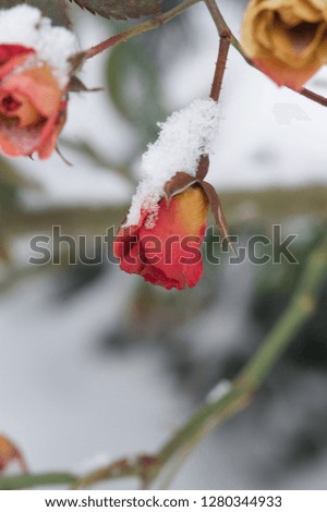 beautiful roses in the garden and in the snow