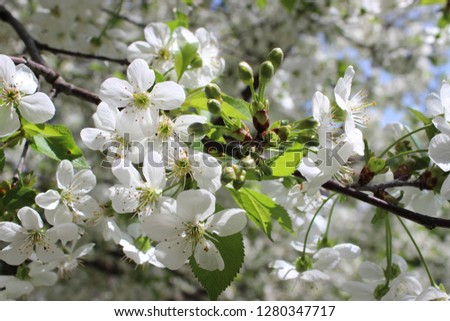 White blossoms on branches cherries in selective focus