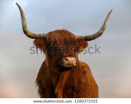 Portrait of a brown, Scottish Highland Cattle, cow with long wavy hair and long horns.

