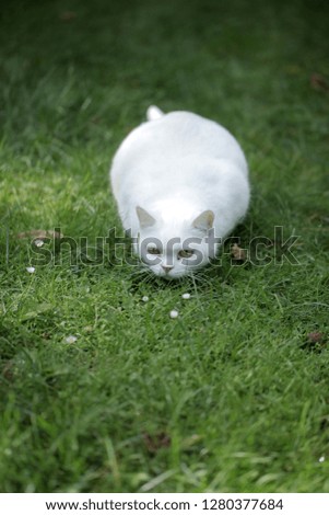 animal photography: fat white british cat hunting on a green grass, outdoors on a sunny summer day in Europe with room for text