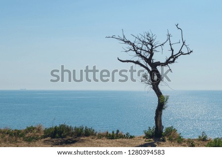 Dry tree on a cliff over the sea.