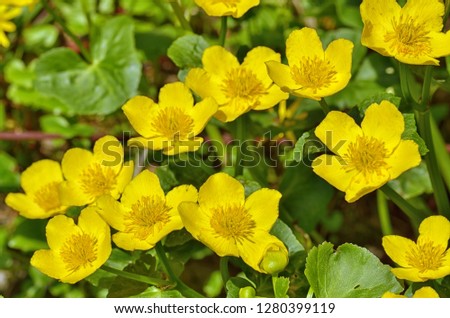 Caltha palustris-marsh plant with yellow petals.Spring blooms brightly. Royalty-Free Stock Photo #1280399119