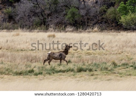Cow elk in a meadow below the mountains.  Grazing in the tall grass while alert to possible danger.  Trees and mountains rise in the background. 