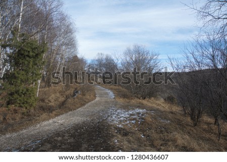 Mountain park at winter, pine and birch trees, empty road with blue sky in background
