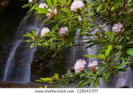 A waterfall is framed with rhododendron in bloom. Royalty-Free Stock Photo #128043707
