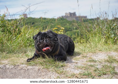 smiling pug dog in england on a hot summers day