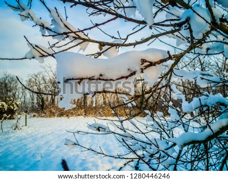 Snowy winter garden, forest, trees