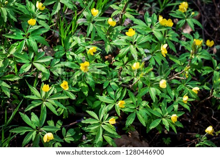 The background from yellow flowers of anemones in spring forest
