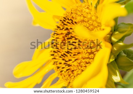 Sunflower details in closeup