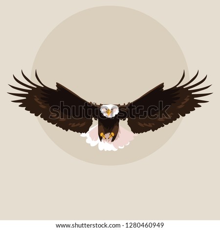 bald eagle bird flying