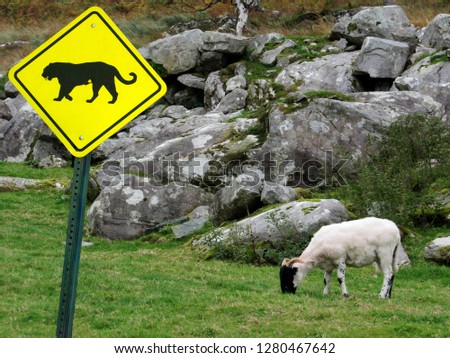           Sheep grazing - watch out for predators.                      Royalty-Free Stock Photo #1280467642