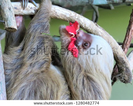A sloth eating a flower in the rainforest