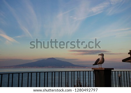 Seagull on Mount Vesuvius background  on splendid colorful 
 sunset sky. View from Amalfi coast. The most famous views of Italy concept.