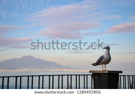Seagull on Mount Vesuvius background  on splendid colorful 
 sunset sky. View from Amalfi coast. The most famous views of Italy concept.