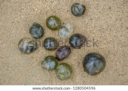 Algae Valonia ventricosa, commonly called bubble algae at the sand beach in the Caribbean sea