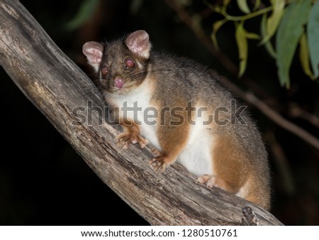 Ring Tailed Possum