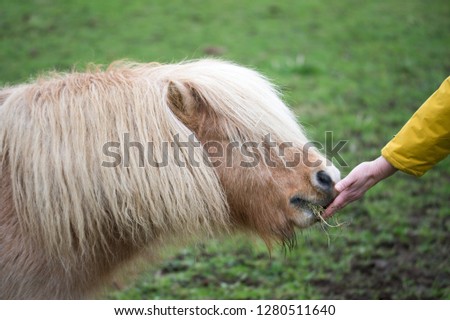 little horse in a field 
