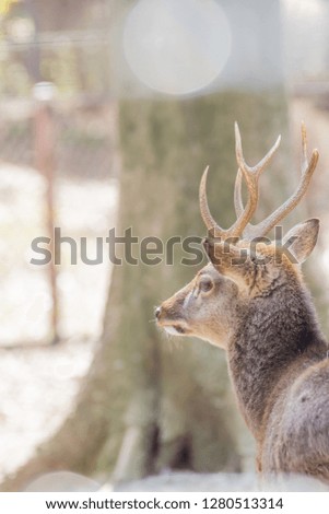 Red deer stag in park
