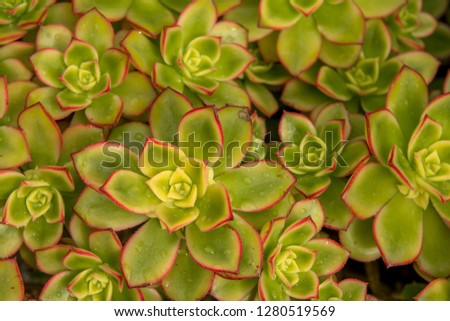 Detail Of A Fresh Green Succulent Plant With Pure Raindrops On Its Colorful Leaves