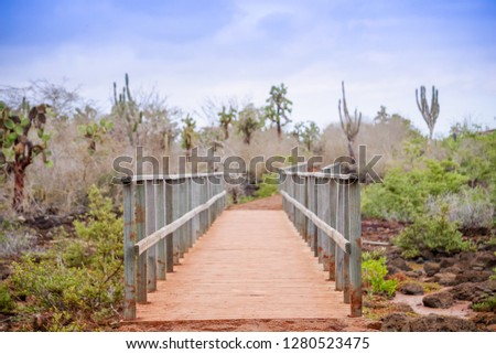 Outdoor view of wooden path on Isabela Island. Galapagos Islands