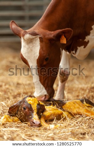 Birth of little calf in the stable of the farmer Royalty-Free Stock Photo #1280525770