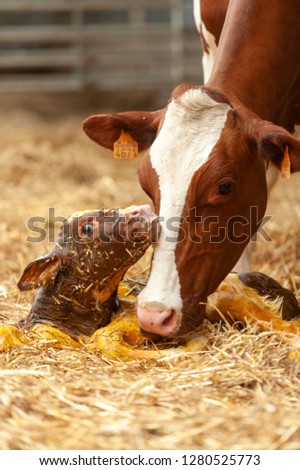 Birth of little calf in the stable of the farmer Royalty-Free Stock Photo #1280525773
