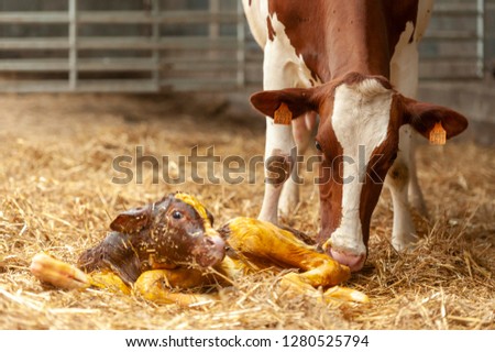 Birth of little calf in the stable of the farmer Royalty-Free Stock Photo #1280525794
