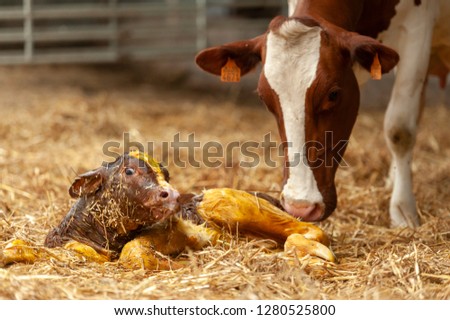 Birth of little calf in the stable of the farmer Royalty-Free Stock Photo #1280525800