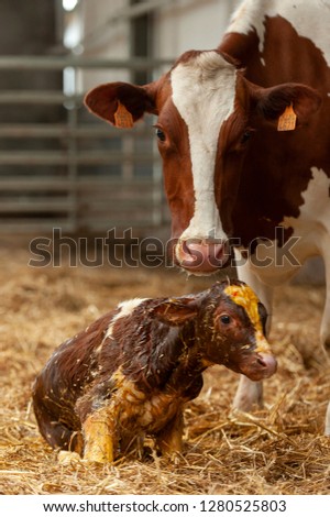 Birth of little calf in the stable of the farmer Royalty-Free Stock Photo #1280525803